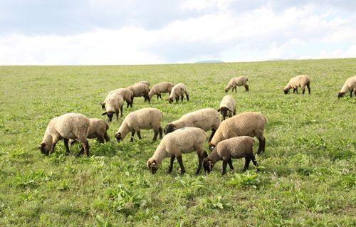 江西​构建绿色生态畜牧业产业体系​ 加快转型升级​